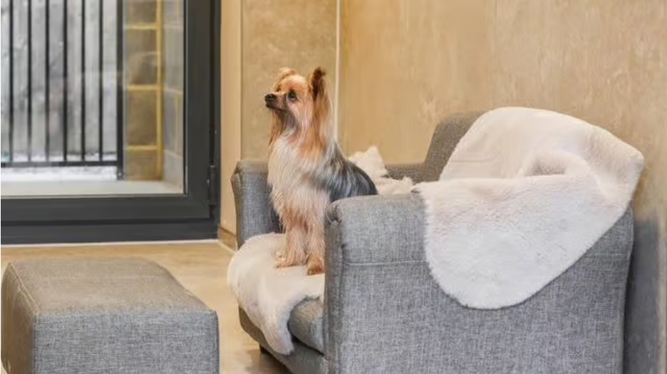 Benefits of Using a Dog Hotel for Your Pet’s Care and Comfort